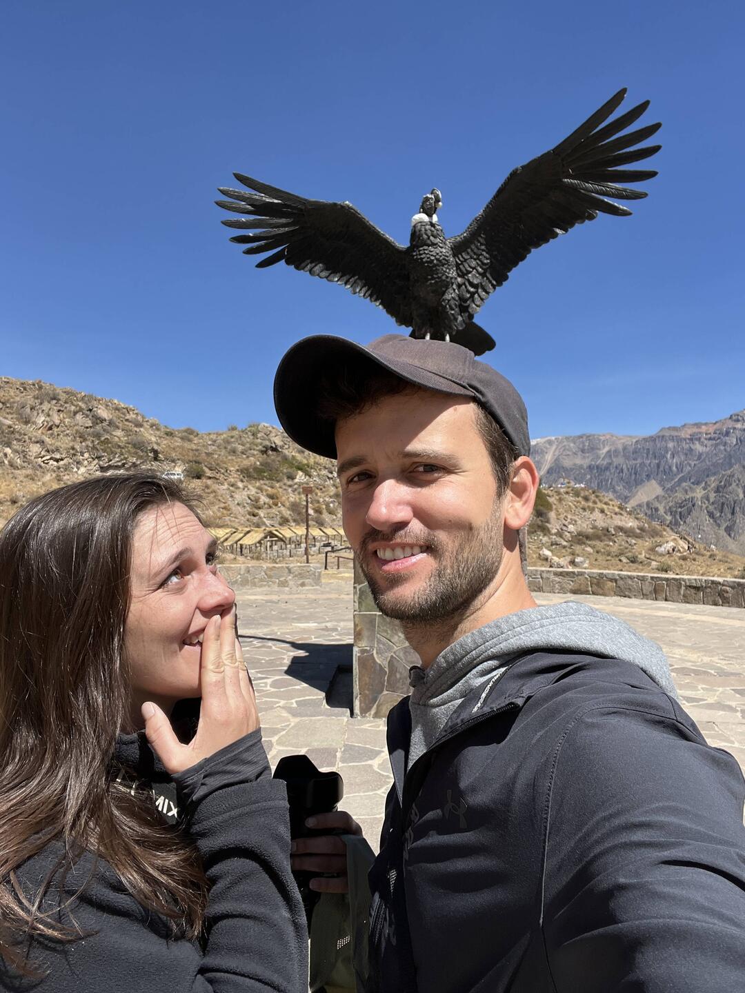 Heute schauen wir uns Kondore an!