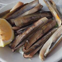 Rosada/Schwertmuscheln