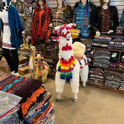 Neben Llamas gibt es in Peru auch viele Alpakas