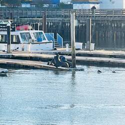 Einige hatten sich entfernt blicken lassen und haben so einen Lärm gemacht!😅