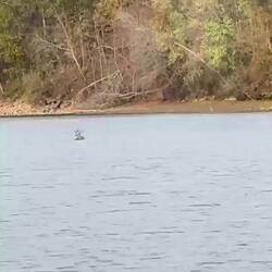 Deer swim really well !! Took him about three minutes to cross entire river.