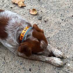 Der Hofhund lag mir zu Füßen