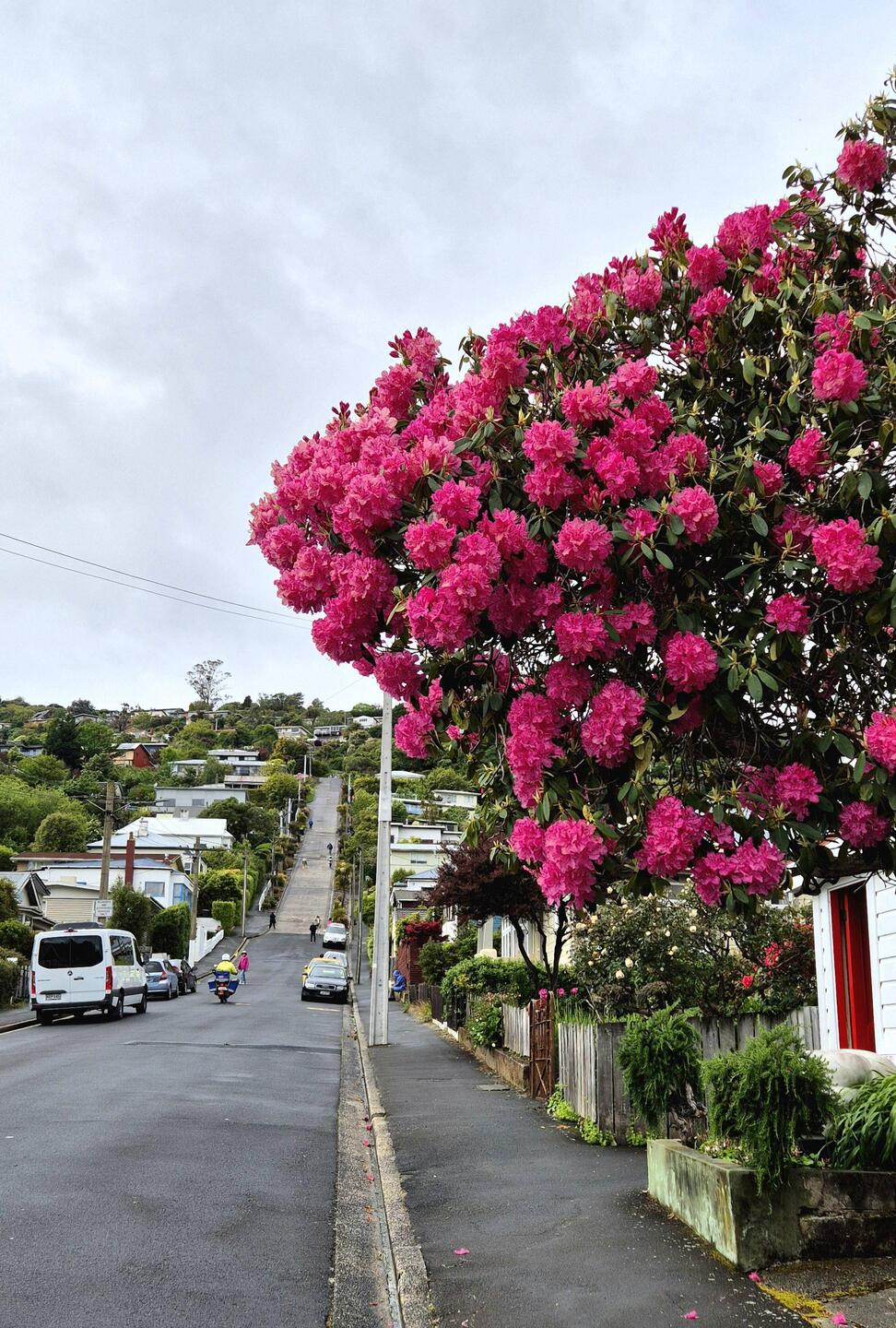 Toller Rhododendron-Baum mit steilster Straße