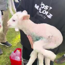 Fütterung der 3 Wochen Lämmer