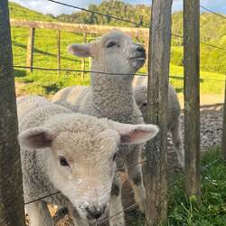 Lämmer nach der Fütterung