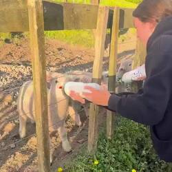 Fütterung der 7 Wochen alten Lämmer