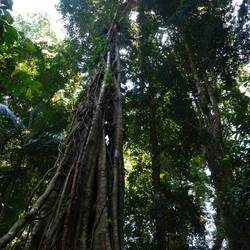 Regenwald im Springbrook NP