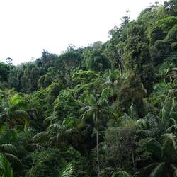 Regenwald in den Tamborine Mountains: hier wurde Godzilla, Kingkong und Ticket to Paradise gedreht