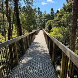 Kauri Glen Eden Brücke