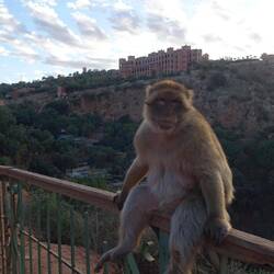 Hier gibt es wohl auch Affen