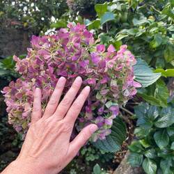 Giant hydrangeas here!