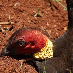 Hübsch ist er ja nicht gerade...