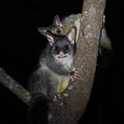 Brushtails
