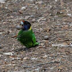Twenty Eight - subspecies of Ringneck