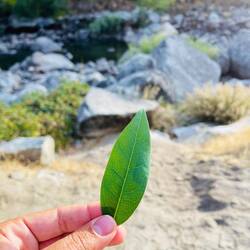 Bestimmte Lorbeersorte, die sehr ungewöhnlich und lecker duftet