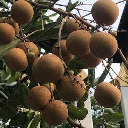 Logan fruit, similar to lychee