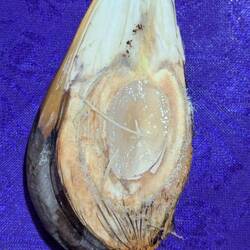 Fruit of water coconut - you eat the clear bit in the middle of the pod