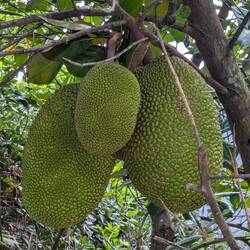 Jack fruit