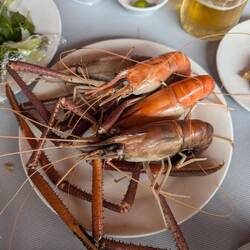 Fresh water Mekong prawns
