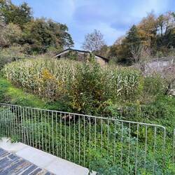 Wer baut denn da Mais an?