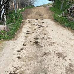 Bei manchen Wegen kann man sich sicher sein, das man gerade zu 100% über Kuhmist läuft.