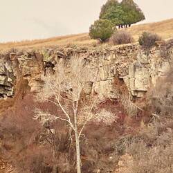 bald eagle in the tree