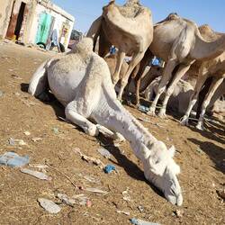 Dieses Kamel schläft nur. War noch nicht beim Schlachter