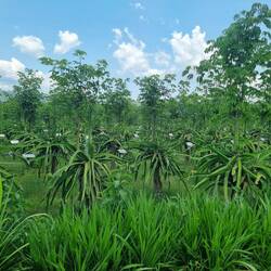 Dragonfruit Plantage
