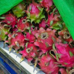 Drachenfrucht