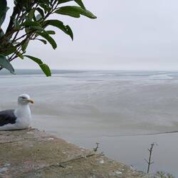 Venter på højvande og fisk!