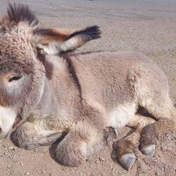 Burro