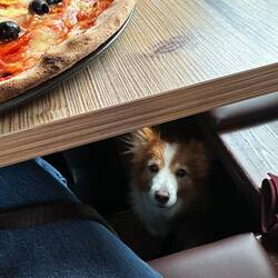Laura hatte ein paar Hundetrainings - in Südtirol muss es da im Anschluss schon Pizza geben 🍕
