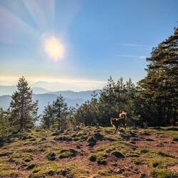 Freundliche Hunde gibt es hier auch