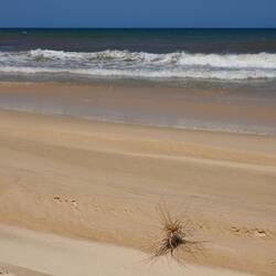 Beach spinifex