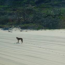 Wir sehen unterwegs Dingos (leider nur durchs Busfenster)
