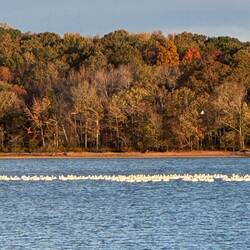 Lots of white pelicans in Honker Bay yesterday