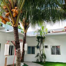Mit Palme im Hostel muen mer sich eifach wohlfühle🌴