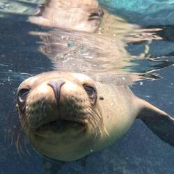 A curious sea lion