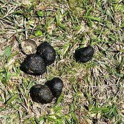 So sieht Känguru Kacke aus falls ihr euch das mal gefragt habt