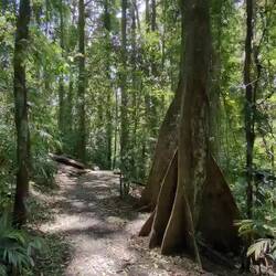 Der Weg durch den Regenwald