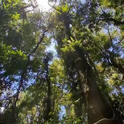 Vogelstimmen die ich so nicht kannte