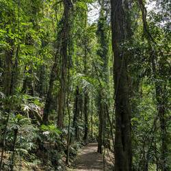 Wege durch den Regenwald