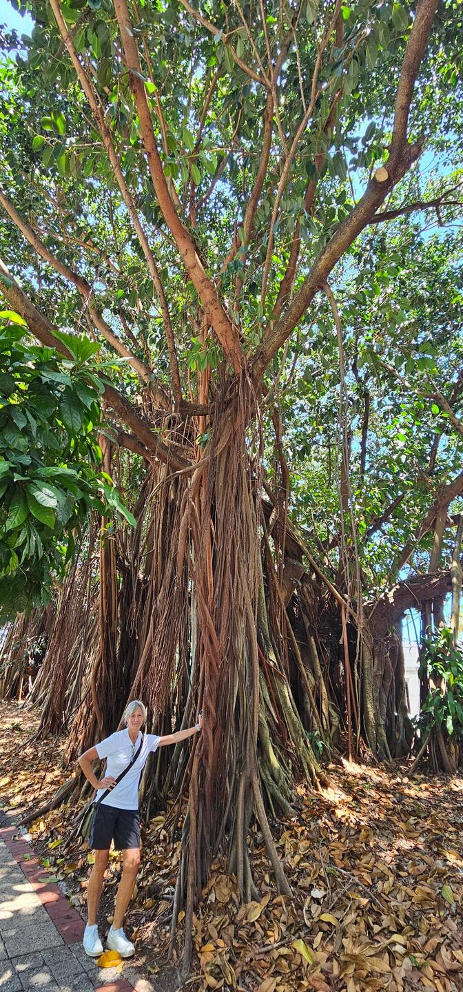 Not sure what this tree is (Curtain Fig, Cathedral Fig, Giant Fig...) but these trees are huge!