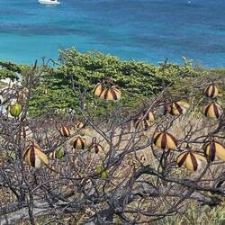 Plant that the aboriginal people used to determine the turtle breeding schedules.