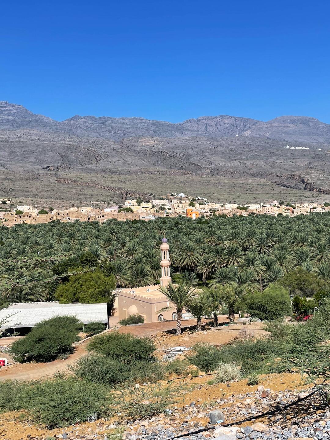 Al Hamra mit Dattelplantage