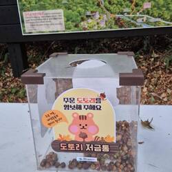 Hier kann man Eicheln usw. sammeln und an Eichhörnchen spenden. 🐿️