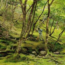 Ein japanischer Garten muss gepflegt sein