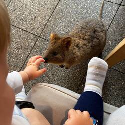 Begegnung mit dem Quokka beim Frühstück...