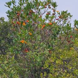 Erdbeerbäume bei der Fahrt zum Gipfel des São Miguel