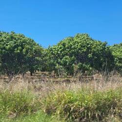 Some places looks like Florida, but instead of oranges it's mangoes 🥭